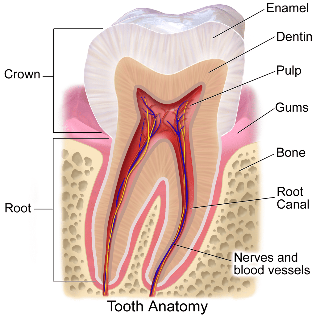An illustration of tooth anatomy